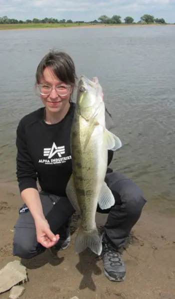 Fangfoto Anglerin mit Zander beim Zanderguiding an der Elbe