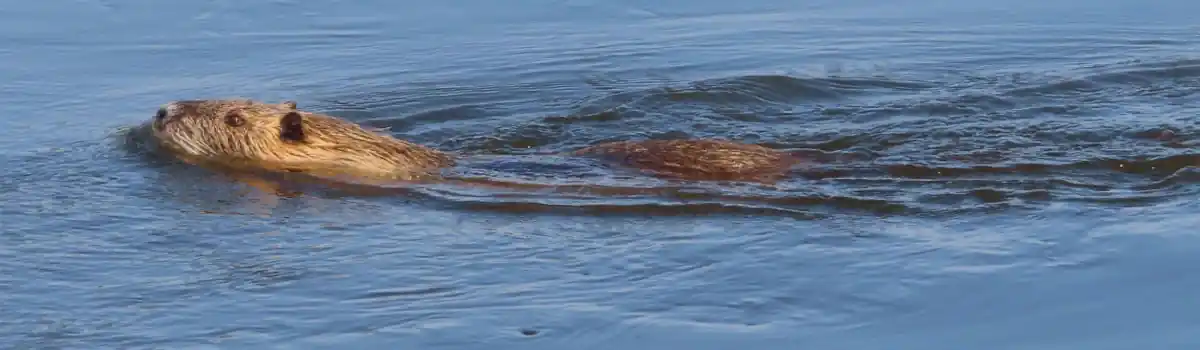 03-slider-elbe-biber-schwimmt