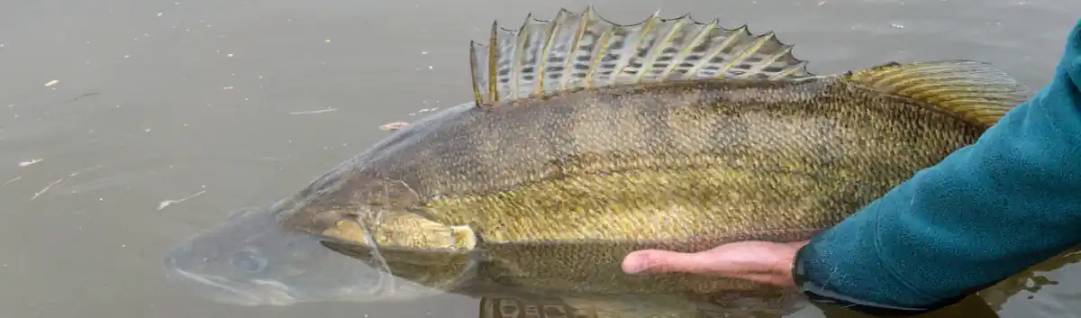 Kapitaler Zander Elbe