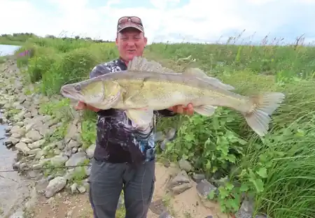 Sebastian mit Zander beim Zanderguiding an der Elbe ergebnis ergebnis