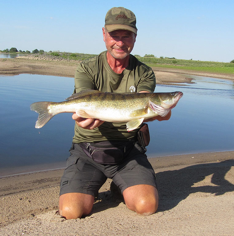 Zanderguide an der Elbe, Manfred Gorgas, hier Elbtalauen mit  Standard-Zander mitten im Sommer