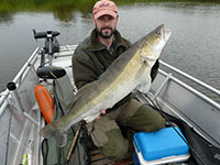 Angler mit einem kapitalen Zander gefangen bei einer Zander Angeltour auf der Elbe bei Magdeburg