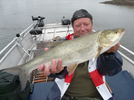Beim Zanderangeln auf der Elbe mit Gummifisch hat ein Rapfen gebissen, der vom Angler stolz präsentiert wird