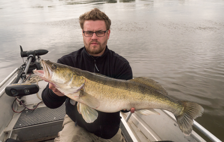 großer Elbezander gefangen bei einer Zanderangeltour vom Boot auf der Elbe bei Magdeburg