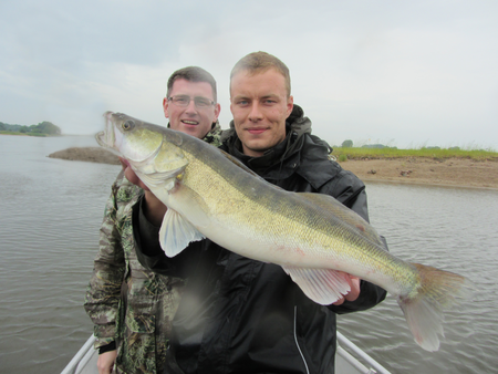 2 Angler Fangfoto von einem Zander bei einer geführten Guiding Bootstour auf der Elbe bei Magdeburg