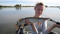 Anglerin mit einem kleinen Hecht bei einer geführten Angeltour vom Boot auf der Elbe bei Magdeburg