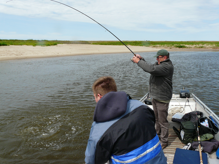 großer Zander im Drill bei einer Zander Angeltour auf der Elbe bei Magdeburg