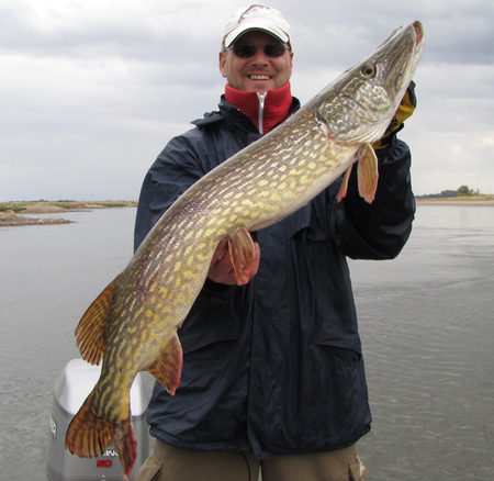 Kapitaler Hecht bei einer Zander Guidingtour vom Boot auf der Elbe