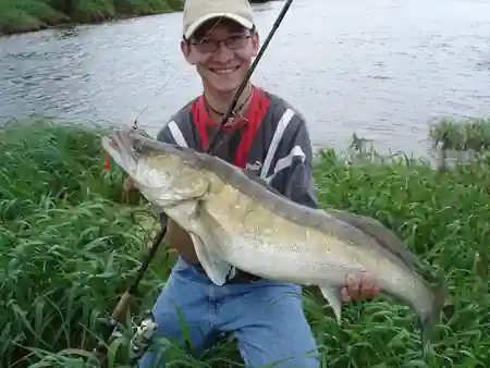 Bei einem Zanderguiding an der Elbe wurde dieser kapitale Zander auf einen Gummifisch gefangen