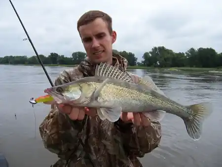 fangfoto zander elbe gummifisch