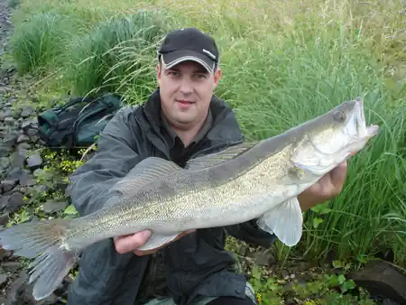 Beim Zanderangeln an der Elbe wurde dieser Zander auf einen Gummifisch gefangen