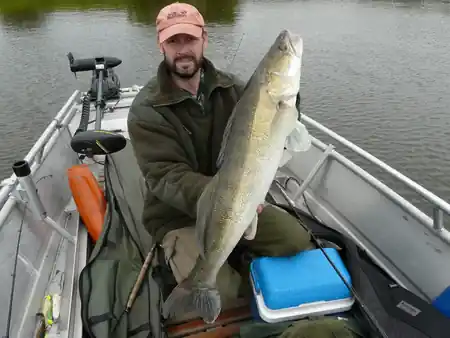 Glücklicher Angler über den Fang eines kapitalen Elbzanders