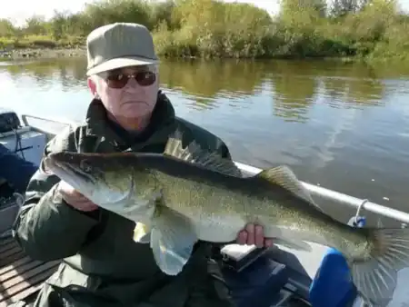 Riesen Herbstzander in der Elbe gefangen