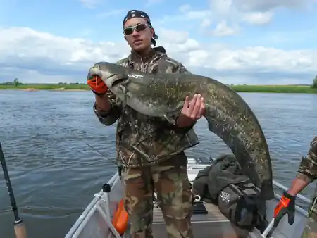 Fangfoto Wels vom Boot auf der Elbe