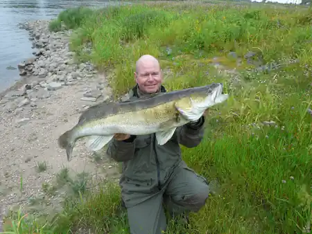 Riesen Zander an der Elbe gefangen