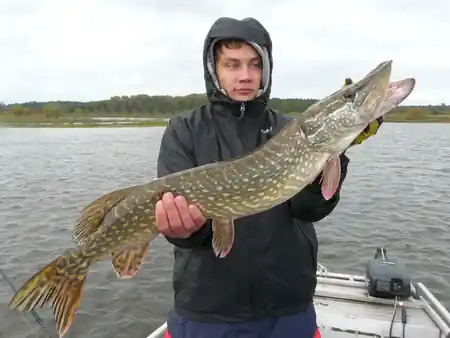 fangfoto hecht elbe boot herbstwetter