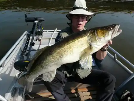 fangfoto kapitaler zander elbe boot