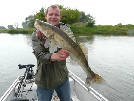 Fangfoto von einem Zander auf der Elbe beim Bootsangeln