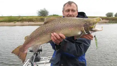 Lachs geangelt beim Zanderangeln in der Elbe
