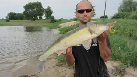 Fangfoto von einem Zander am Ufer der Elbe