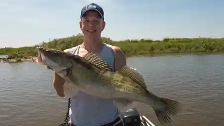Großer Sommerzander bei einer Angel-Guidingtour auf der Elbe gefangen