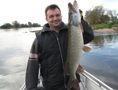Elbhecht gefangen in der Elbe bei einer Guiding-tour