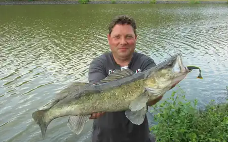 Fangfoto von einem dunklen Kanalzander mitten im Sommer