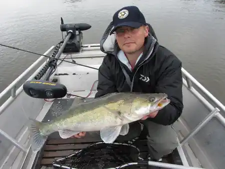 Fangfoto von einem Zander aus der Elbe beim Zanderangeln