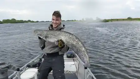 Fangfoto von einem Wels aus der Elbe