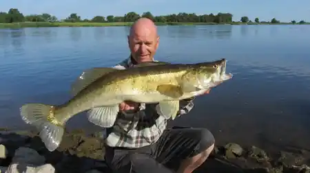Fangfoto von einen Riesenzander aus der Elbe
