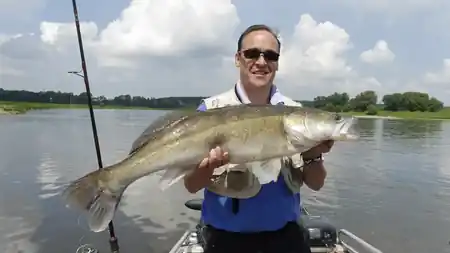 Fangfoto von einem stattlichen Sommerzander auf der Elbe
