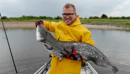 Bei regnerischem Wetter gelang der fang eines Wallers auf der elbe