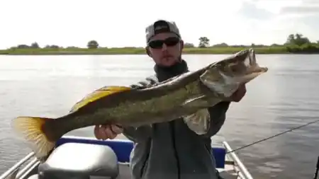 dunkler zander elbe fangfoto