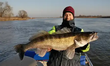 fetter winterzander elbe fangfoto