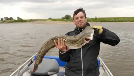 Elbewaller gefangen bei einer Guidingtour