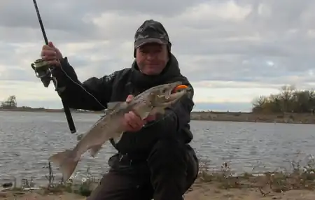 Fangfoto von einem Lachs aus der Elbe beim Zanderangeln auf einen Gummifisch