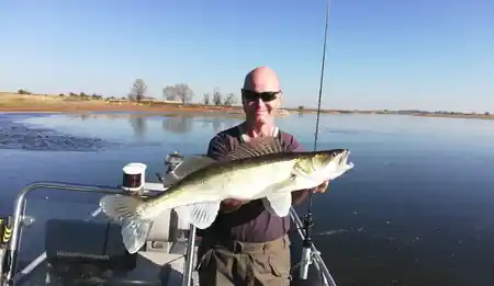 grosser zander elbe fangfoto