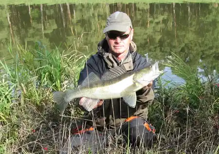 kanalzander fangfoto