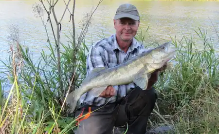 Fangfoto von einem Zander aus dem Elbe-havelkanal