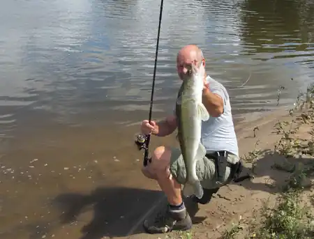 Fangfoto von einem Zander im Sommer am Elbufer