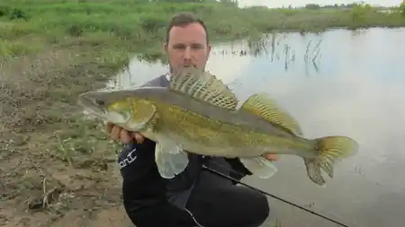 Fangfoto von einem Zander aus der Elbe