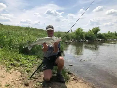 Fangfoto von einem Zander am Ufer der Elbe