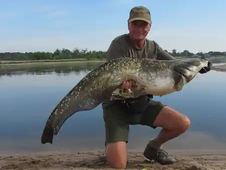 Fangfoto von einem dicken Elbwaller