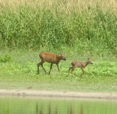 Am Elbufer spaziert eine Rehmutter mit ihrem Rehkitz