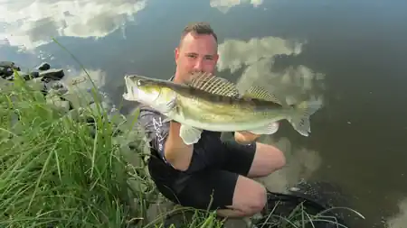 fangfoto von einem Zander an der Elbe