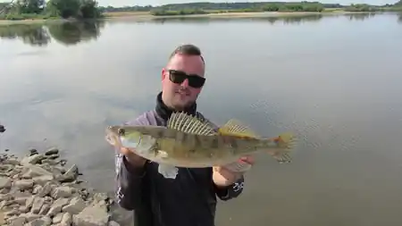 Fangfoto von einem Zander aus der Elbe