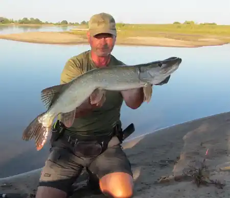 Mister Esox beim Angeln in der Elbe gefangen