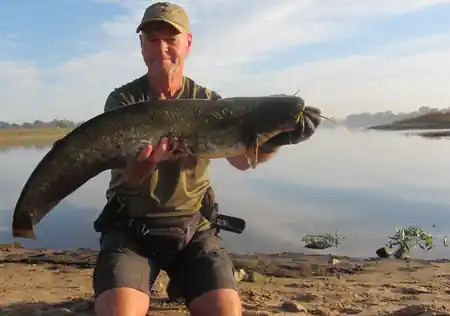 Fangfoto von einem Wels an der Elbe