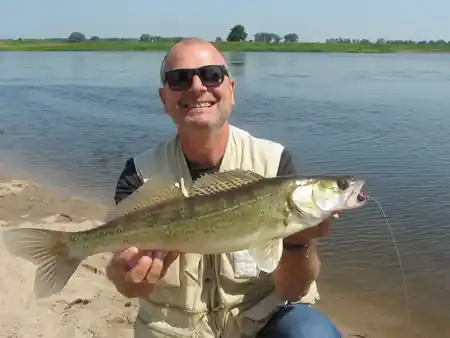 Fangfoto von einem Zander aus der Elbe