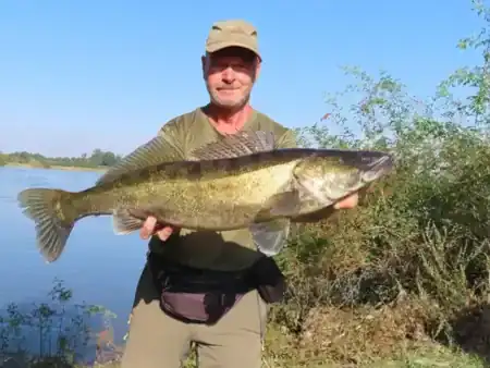 Fangfoto von einem großen Elbzander